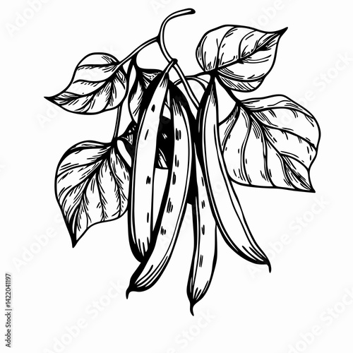 A black and white sketch of bean pods hanging from leafy stems, symbolizing garden vegetables, natural growth, and botanical harvest
