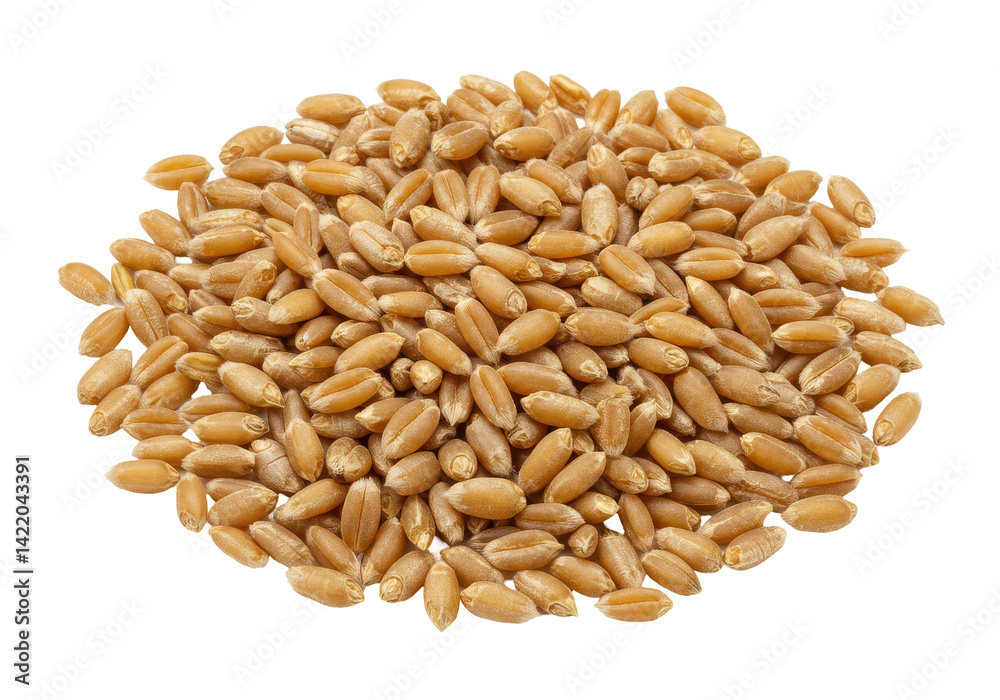 Wheat grains close up Wheat grains close up