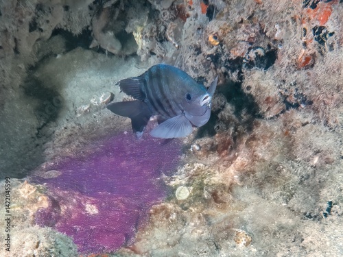 Bengal Sergeant (Abudefduf bengalensis) protecting its eggs at the Blue Heron Bridge, Riviera Beach, Florida