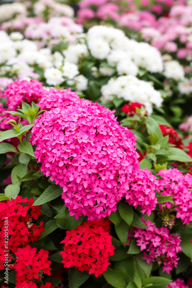 Obraz premium close-up view of vibrant pink and red flowers in full bloom
