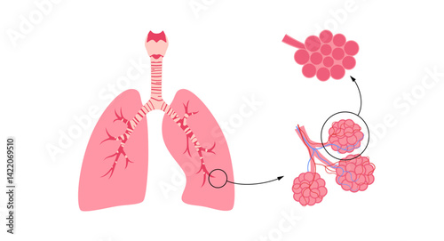 Human lungs poster