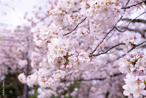神奈川県小田原市　春の小田原城の桜