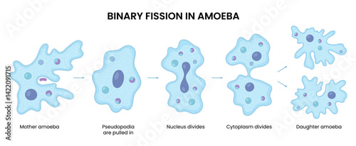 Vector illustration of an amoeba proceeding through binary fission, demonstrating cell division in biology. Perfect for educational and scientific reference.