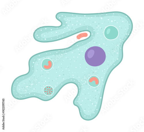 Vector illustration of the cell structure of an amoeba. This picture demonstrates the organization's unique shape, organelles, making it ideal for educational and scientific purposes