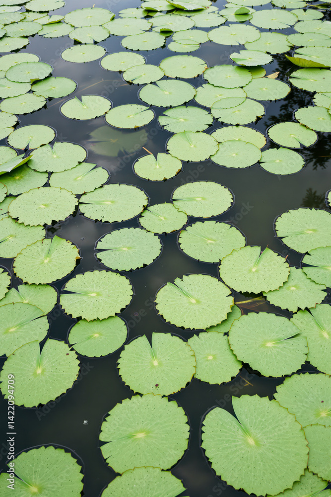 numerous vibrant green lily pads float on dark water numerous vibrant green lily pads float on dark water