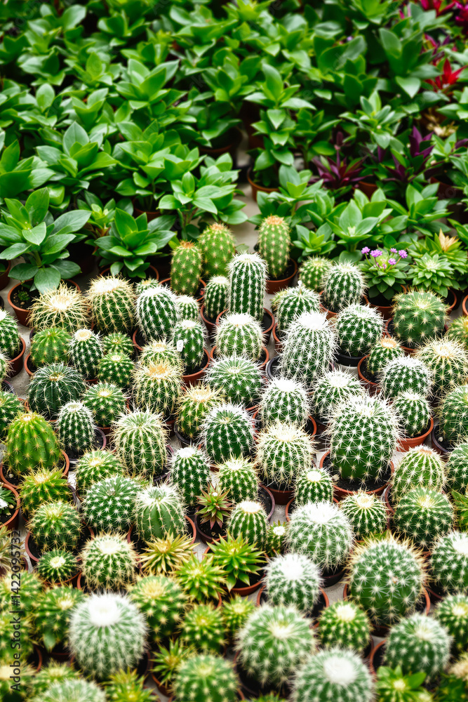 diverse array of potted cacti and succulents displays various textures and shades of green. diverse array of potted cacti and succulents displays various textures and shades of green.