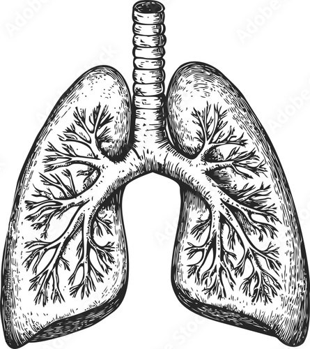 Detailed black and white illustration of human lungs showcasing bronchi structure. Vector illustration