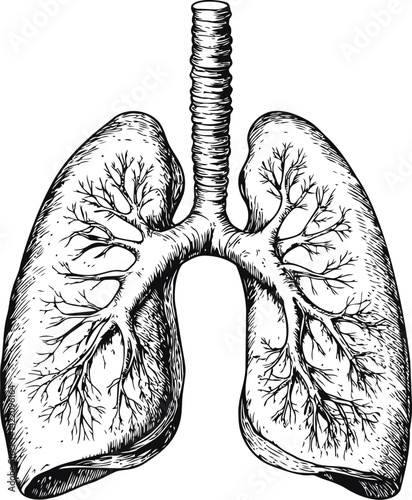 Anatomical drawing of human lungs with trachea and bronchi illustration. Vector illustration
