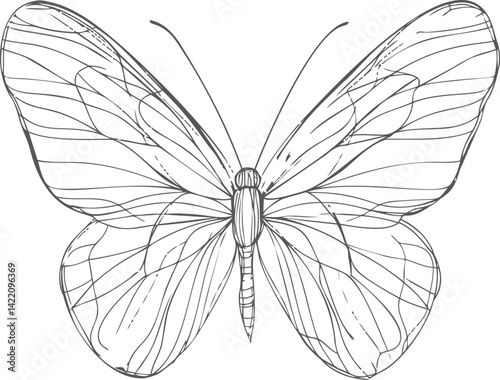 Detailed black and white illustration of a butterfly with open wings. Vector illustration