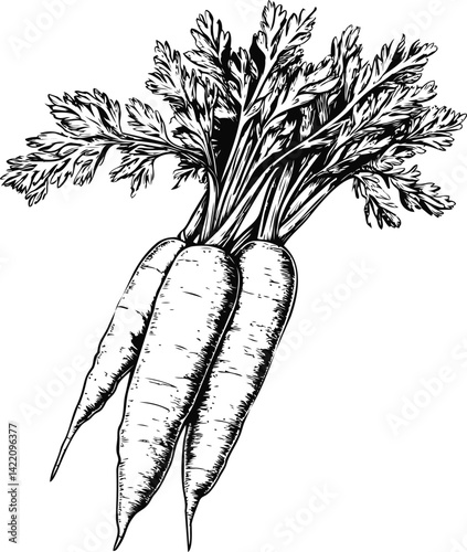 Black and white sketch of a bunch of carrots with detailed leaves, hand-drawn style. Vector illustration