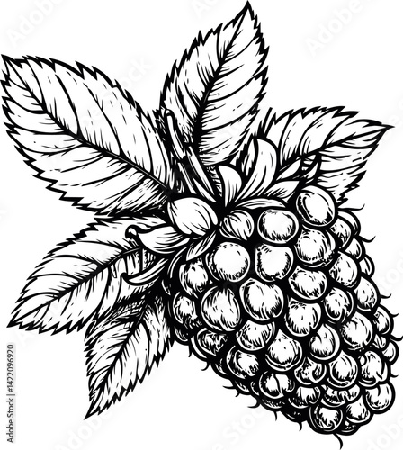 Detailed black and white illustration of raspberry with leaves, artistic design. Vector illustration