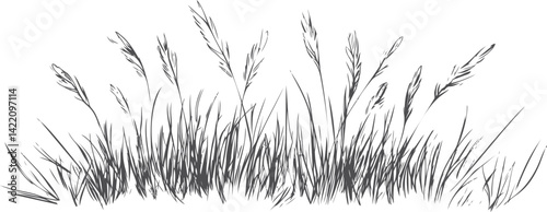 Sketch of tall grass with delicate leaves and stems, nature illustration. Vector illustration