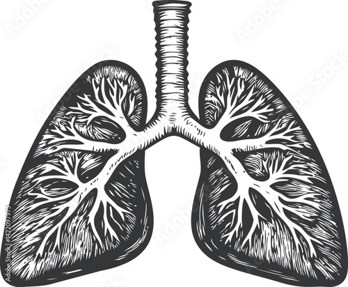 Vintage illustration of human lungs with detailed airways in black and white. Vector illustration