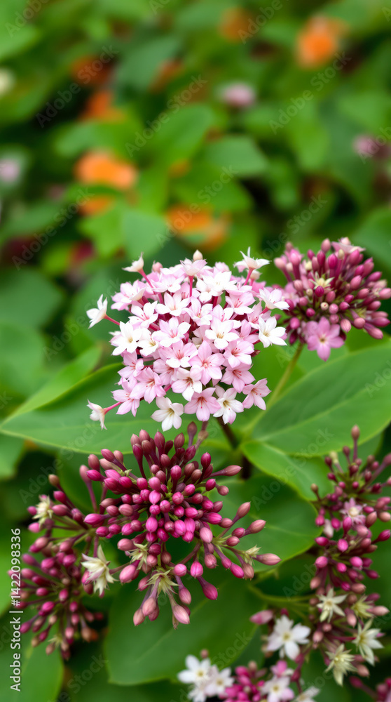 Obraz premium close-up view of a cluster of delicate pink flowers blooming in a .