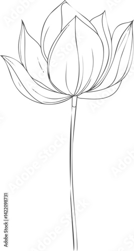 Wallpaper Mural Line drawing of a lotus flower with detailed petals in elegant simplicity. Vector illustration Torontodigital.ca