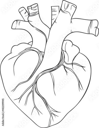 Anatomical line drawing of a human heart with detailed veins and arteries. Vector illustration