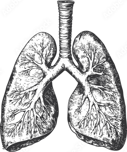 Detailed black and white anatomical sketch of human lungs illustration. Vector illustration