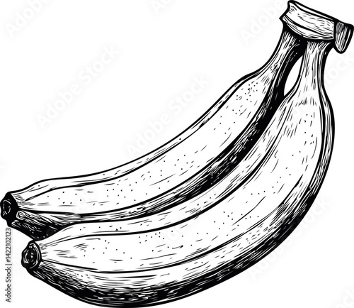 Detailed black and white illustration of two bananas in sketch style. Vector illustration