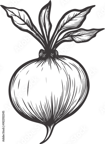 Black and white sketch of a turnip with leaves, detailed illustration. Vector illustration