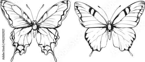 Black and white sketch of two butterflies with detailed wings, illustration art. Vector illustration