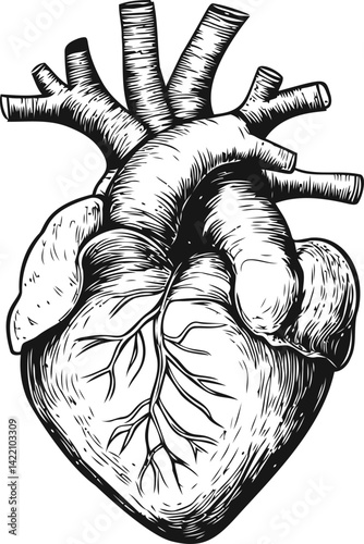 Intricate black and white anatomical heart illustration, detailed drawing. Vector illustration