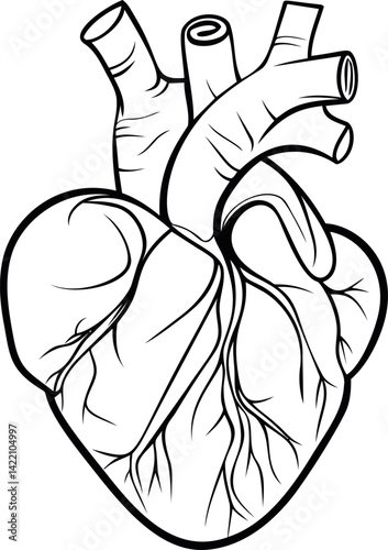 Illustrative black and white anatomical heart drawing with detailed vessels lines. Vector illustration