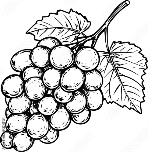 Detailed black and white sketch of grape cluster with leaves, botanical illustration. Vector illustration
