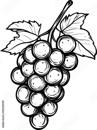 Black and white grapevine illustration with detailed leaves and berries. Vector illustration