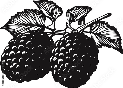 Black and white detailed illustration of two raspberries with leaves. Vector illustration