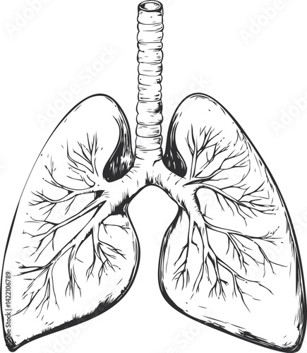 Detailed black and white illustration of human lungs with trachea anatomy. Vector illustration
