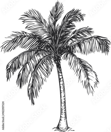 Black and white sketch of a single palm tree with detailed leaves illustration. Vector illustration