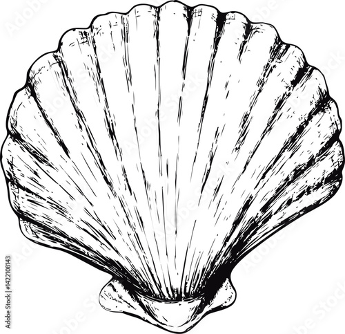 Black and white illustration of scallop seashell with detailed etching. Vector illustration