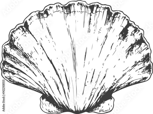 Detailed black and white illustration of a scallop shell, artistic vintage style. Vector illustration