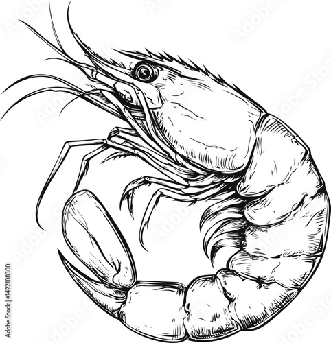 Intricate black and white line drawing of a single shrimp in side view. Vector illustration
