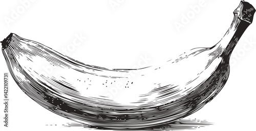 Detailed black and white etching of a banana, vintage style. Vector illustration