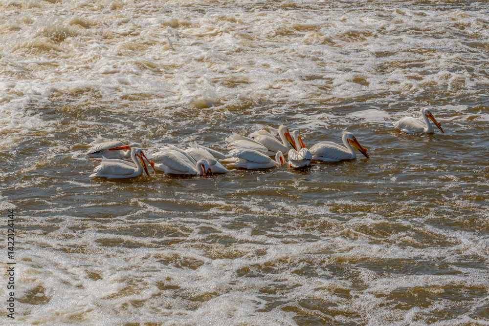 American White Pelicans Fishing For Food At Fox River Dam And Rapids In Spring In De Pere, Wisconsin