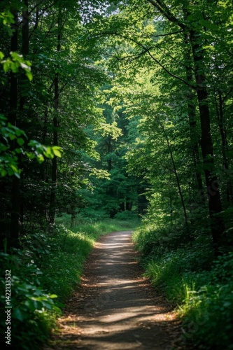 Fototapeta Naklejka Na Ścianę i Meble -  a view of a dirt road in the middle of a forest