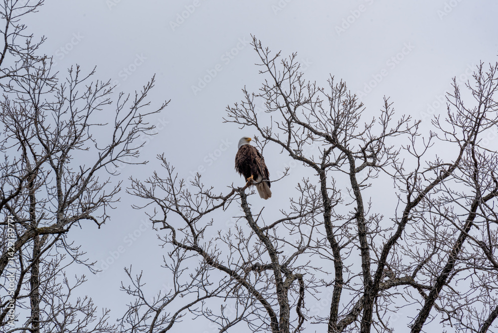 Bald Eagle Perched High On A Bare Tree Branch In Spring In Wisconsin