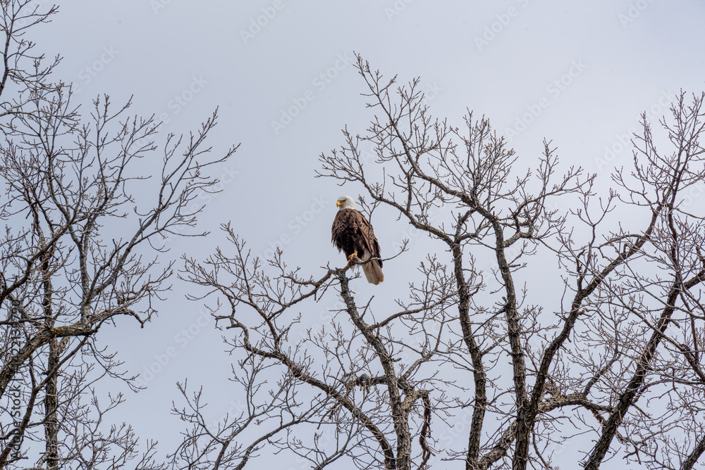 Bald Eagle Perched High On A Bare Tree Branch In Spring In Wisconsin