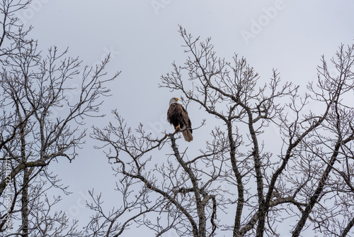 Obraz na płótnie Bald Eagle Perched High On A Bare Tree Branch In Spring In Wisconsin w salonie