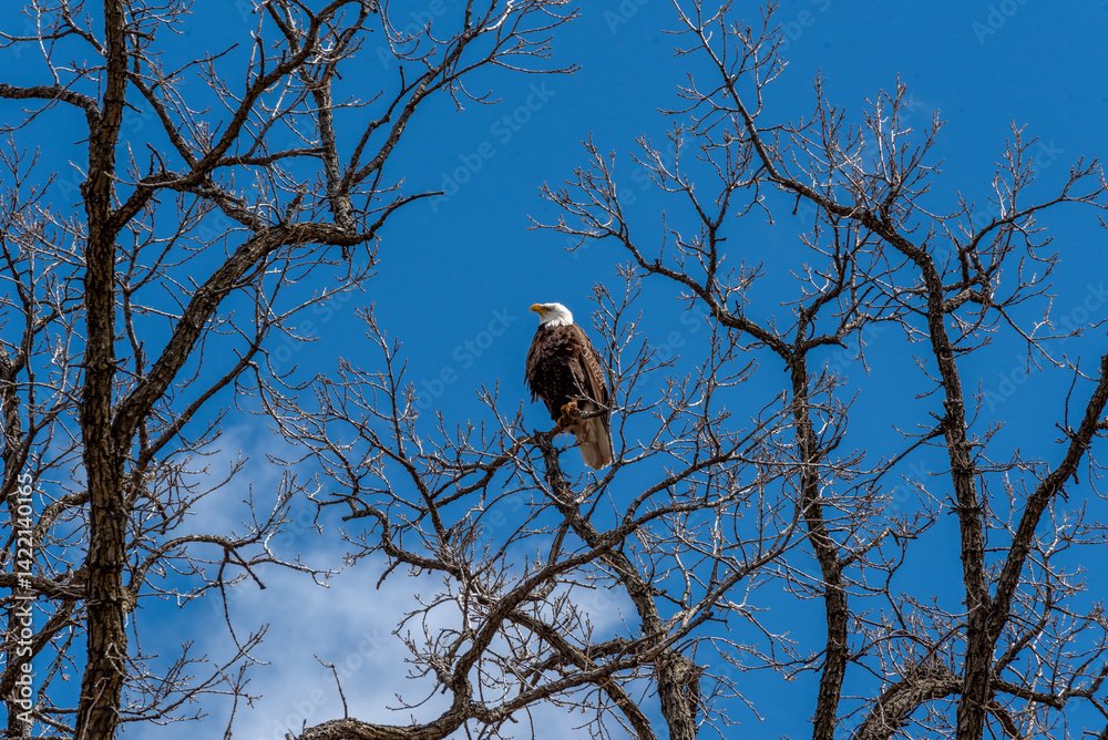 Bald Eagle Perched High On A Bare Tree Branch In Spring In Wisconsin