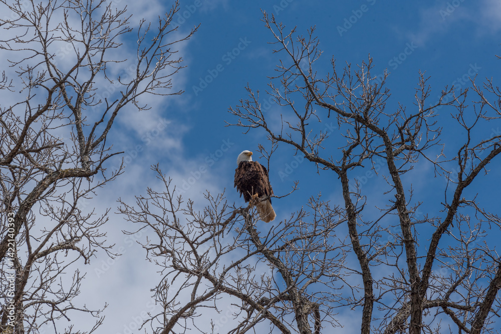 Bald Eagle Perched High On A Bare Tree Branch In Spring In Wisconsin