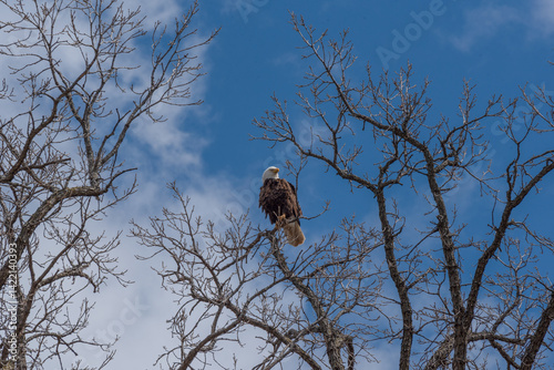 Obraz na płótnie Bald Eagle Perched High On A Bare Tree Branch In Spring In Wisconsin w salonie