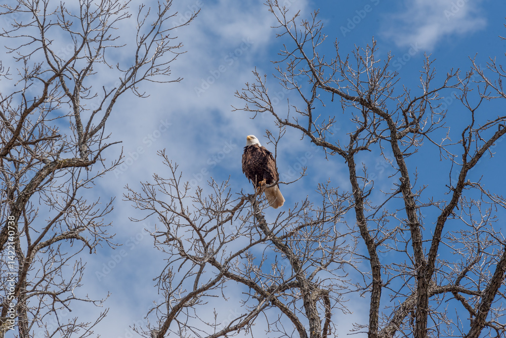 Bald Eagle Perched High On A Bare Tree Branch In Spring In Wisconsin
