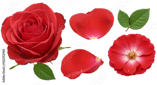 Three elegant red roses with a single bloom isolated on a pure white background