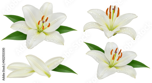 A beautiful bouquet of white lily flowers isolated on a white background