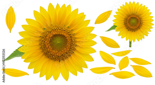 Bright yellow sunflower blossom, a single flower with green leaf on white background, perfect for summer and nature themes