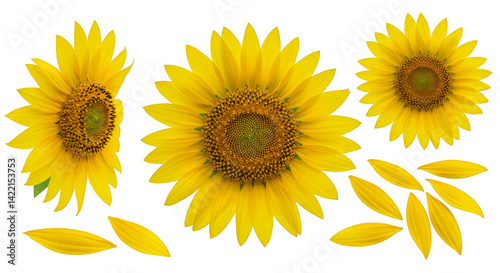 Bright yellow sunflower blossom, a single flower with green leaf on white background, perfect for summer and nature themes