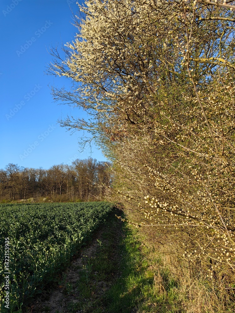 Obraz premium path in the park