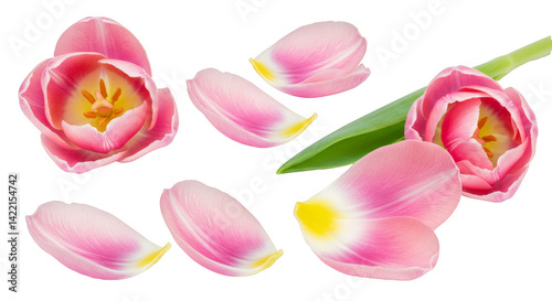 Pink rose petals isolated on white, a beautiful floral spring bloom